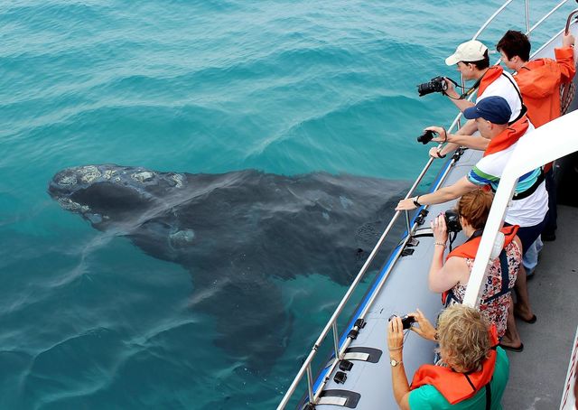 Hermanus - Walvissen - Zuid-Afrika - Matoke Tours