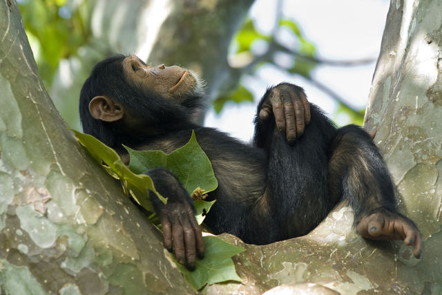 Kibale Forest | Chimpanzee trekking in Uganda | Matoke Tours