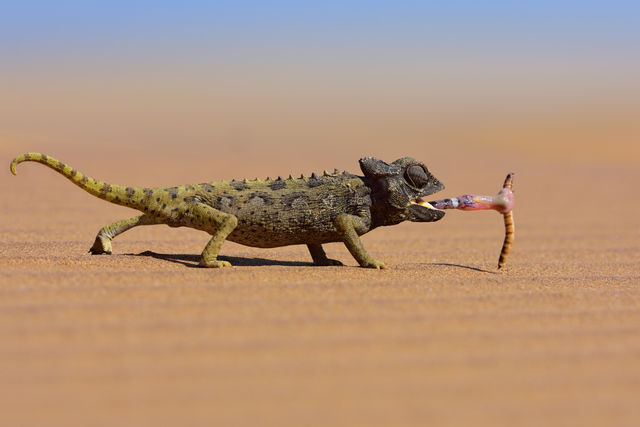 Luxe reis Namibie - 18 daagse individuele rondreis door Namibie