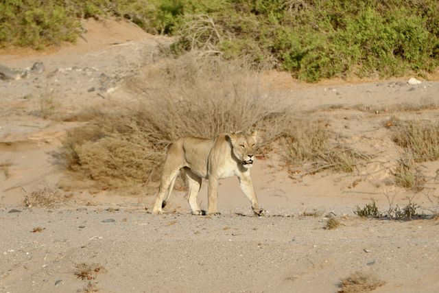 Exclusieve fly-in-safari Namibie | 12-daagse vliegrondreis in stijl