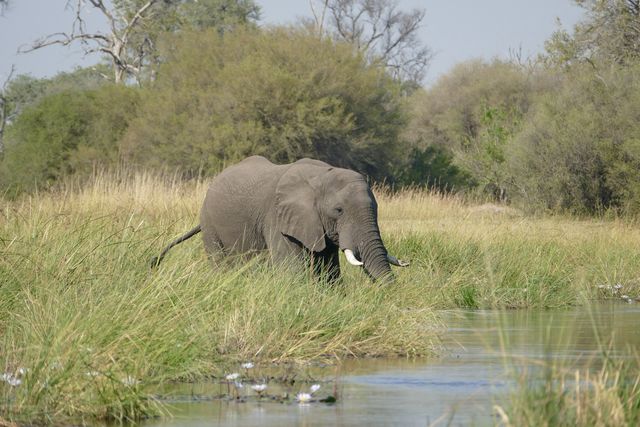 Verkenningstocht door de Zambezi Regio in Namibië en Zimbabwe