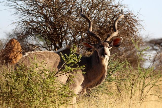 Namibie rondreis lodges | luxe lodges reis door Namibie