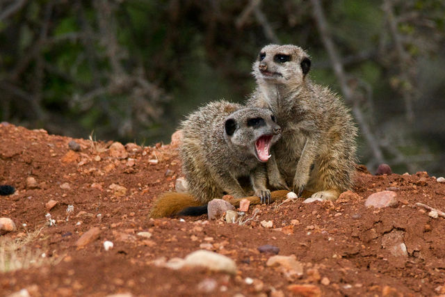 Klein Karoo - Oudtshoorn - Zuid-Afrika - Matoke Tours