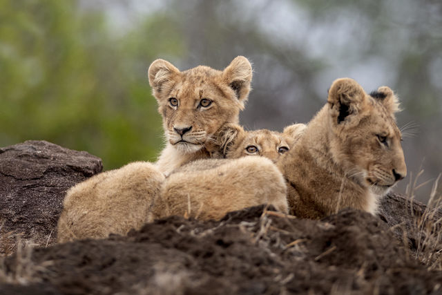 Sabi Sand - Natuurreservaat - Zuid-Afrika - Matoke Tours