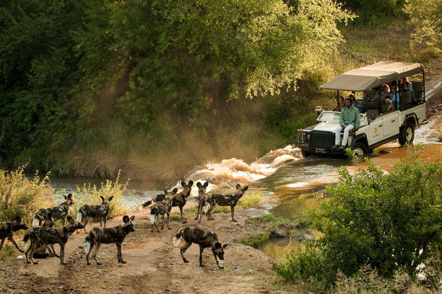 Madikwe - Natuur Reservaat - Zuid-Afrika - Matoke Tours