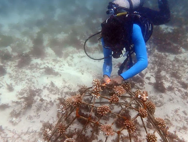 Reefo Divers Diani » Matoke