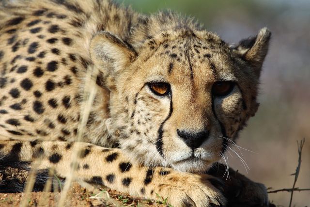 OKONJIMA EN WATERBERG PLATEAU PARK - AfriCat stichting Namibie
