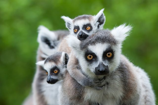 Familiereis Madagascar | Matoke Tours gezinsreis naar Madagascar