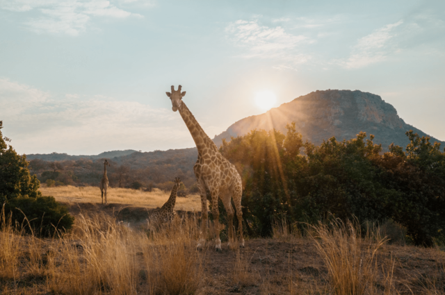 Dit moet je weten over Malaria in Zuid-Afrika | Matoke Tours