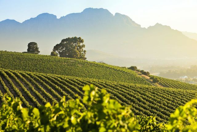 Kaapse Wijnlanden - Cape Winelands - Zuid-Afrika - Matoke Tours