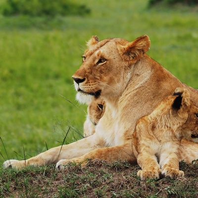 Kenia Safari en strand » Matoke