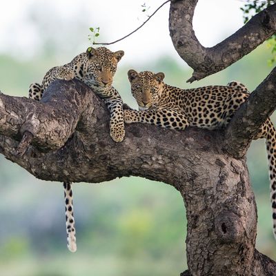 Rondreis twee weken Zuid Afrika en Seychellen | Malariavrij reizen