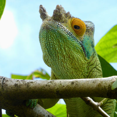 Madagascar RN7 en westroute langs kust » Matoke