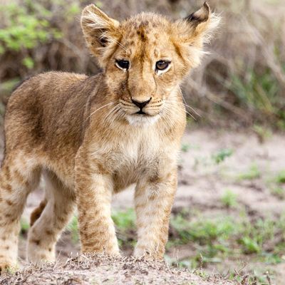 Oeganda groepsreis - Matoke Tours - Groepsreis Uganda