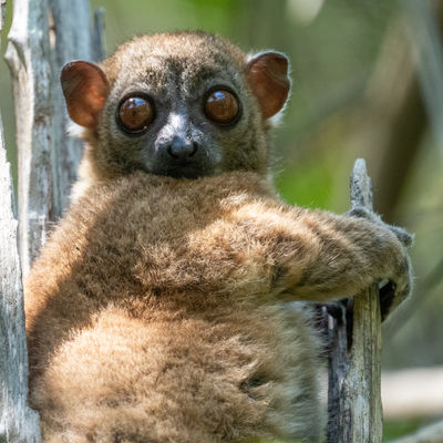 Madagascar groepsreis RN7 & Nosy Komba » Matoke