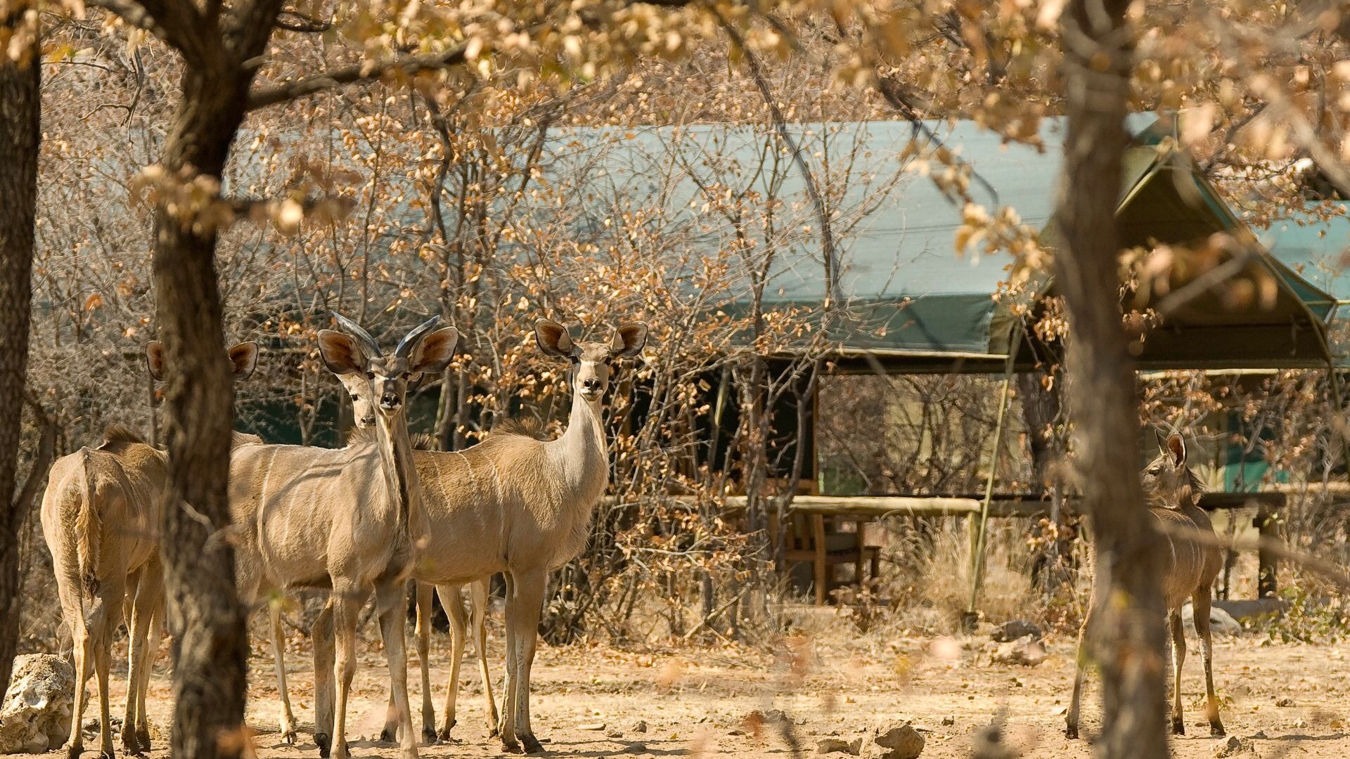 Onguma Tented Camp » Matoke