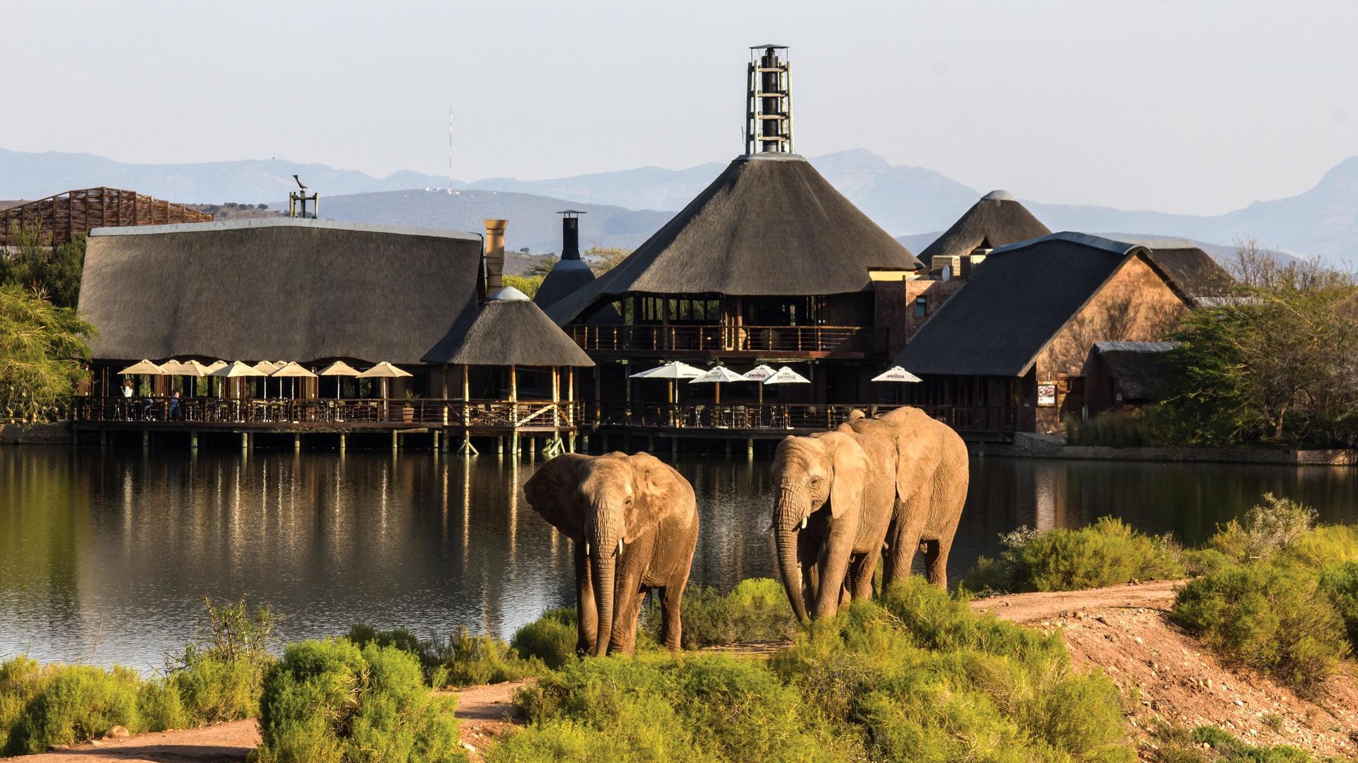 Buffelsdrift Game Lodge » Matoke