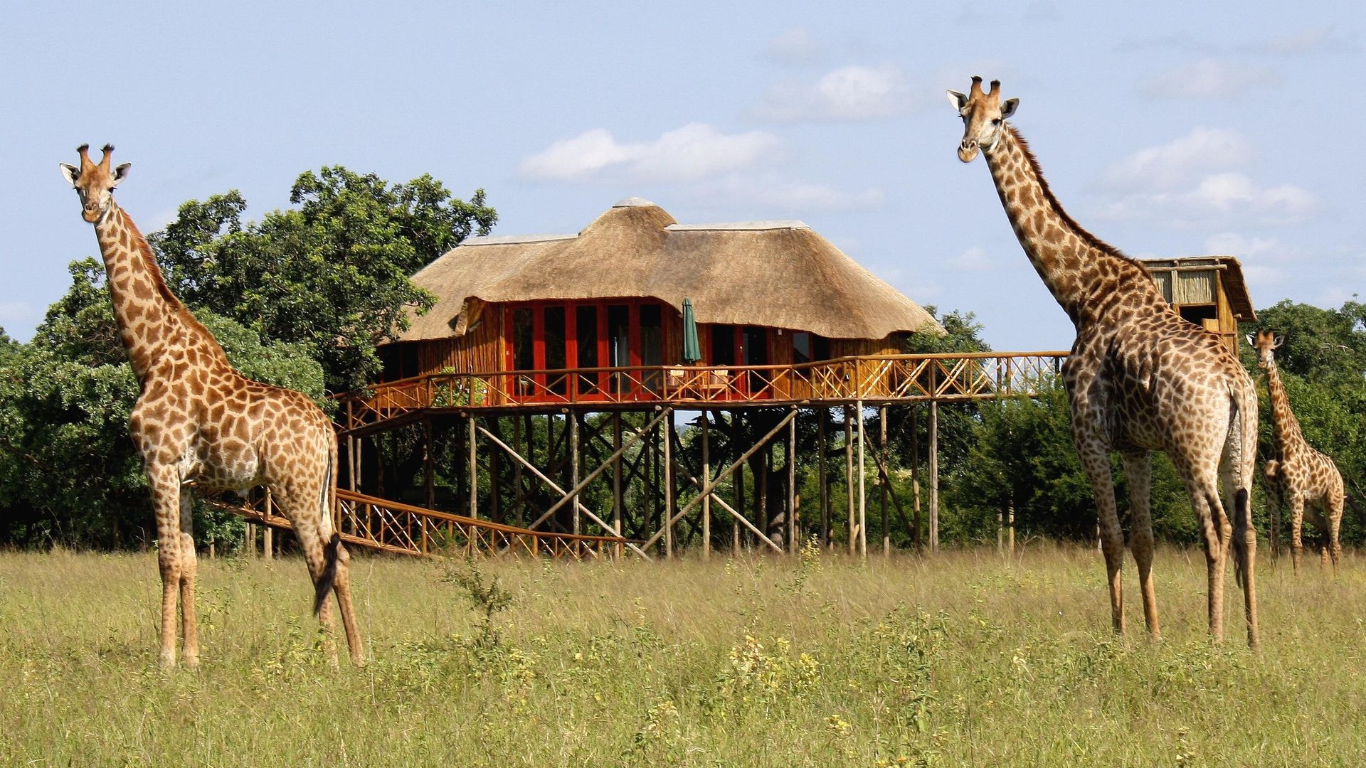 Pezulu Treehouse Game Lodge » Matoke