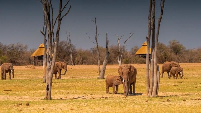 Rhino Safari Camp » Matoke