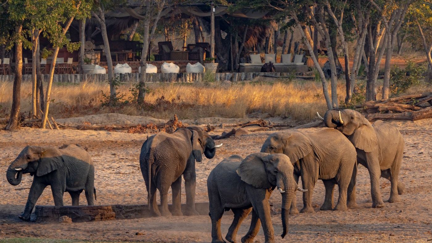 Sable Valley Lodge » Matoke