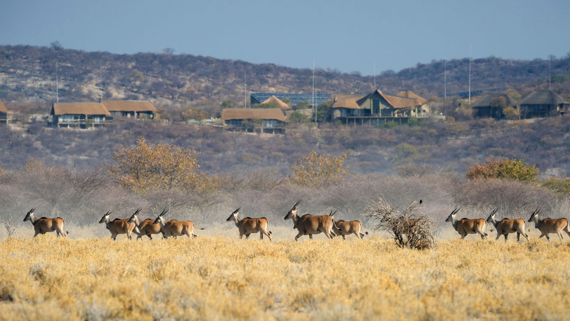 Etosha Safarihoek Lodge » Matoke