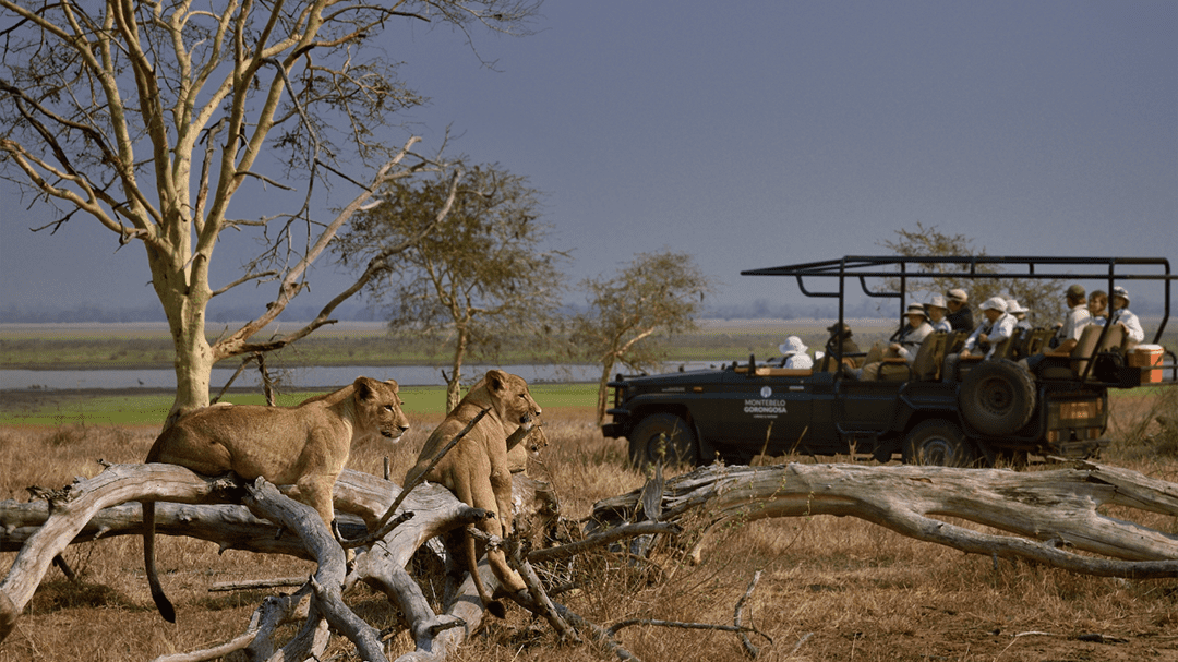 Gorongosa National Park | Safari in Mozambique | Matoke Tours