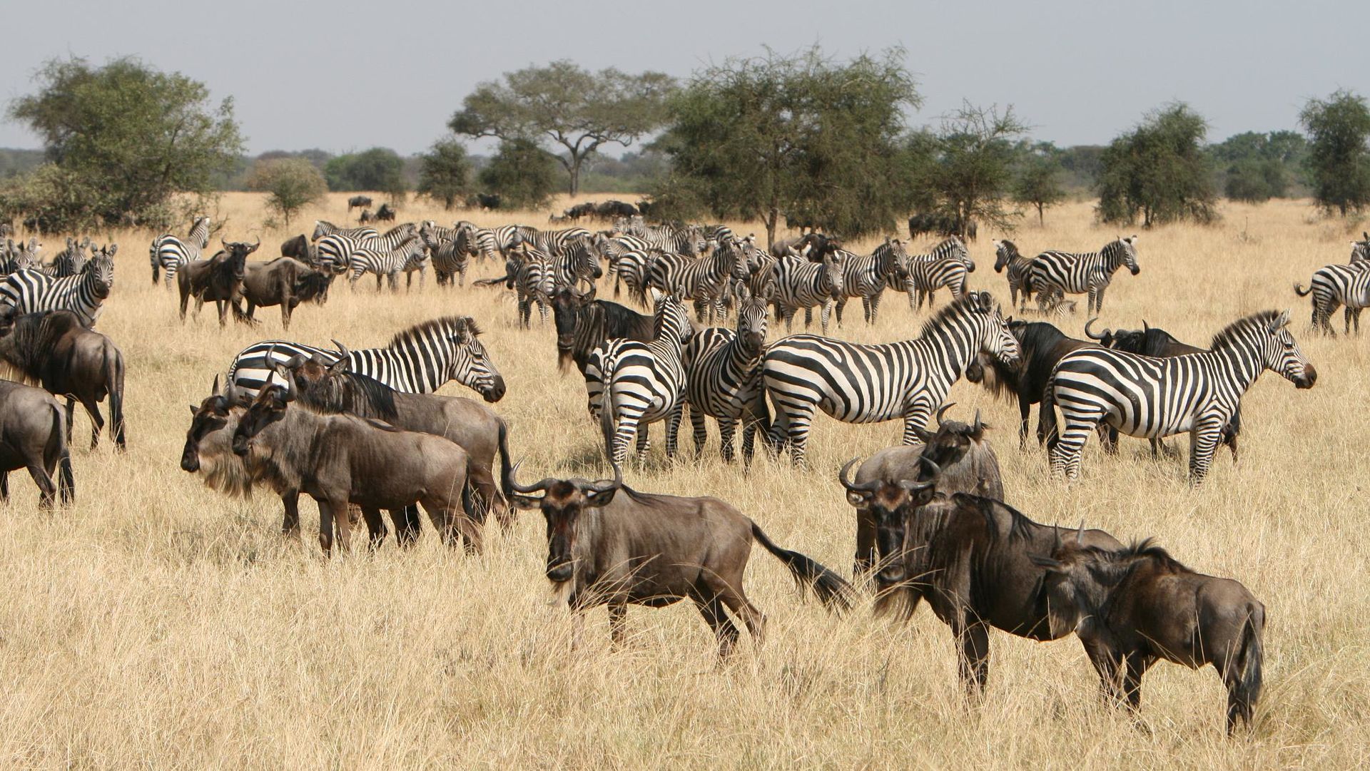 Serengeti vakantie - 10 dagen Serengeti reis | Matoke Tours