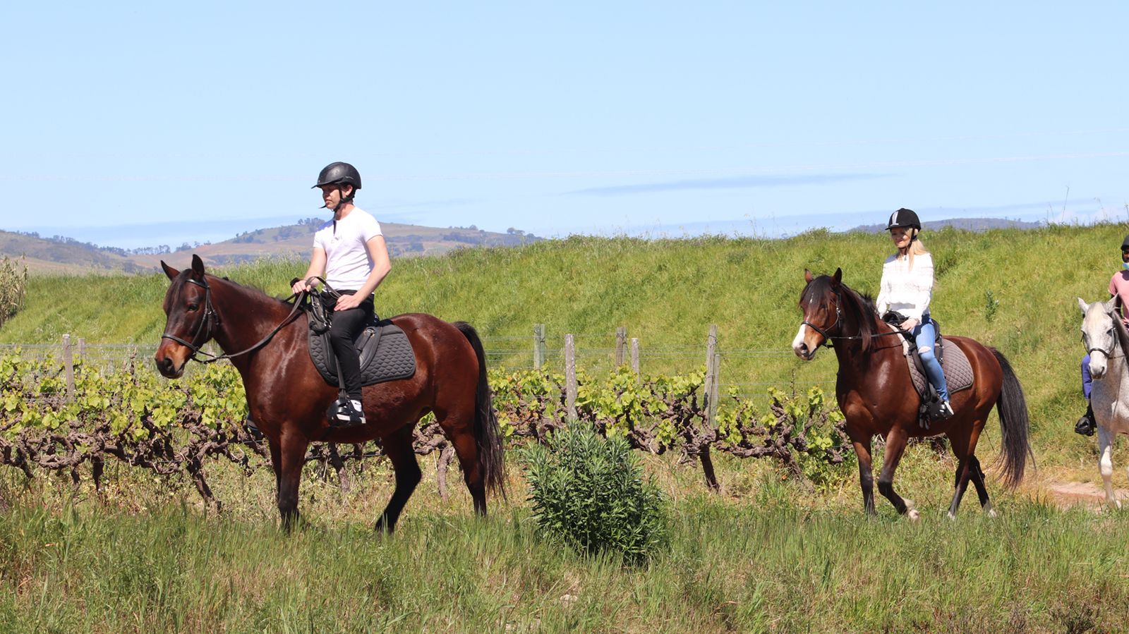 Stellenbosch - het wijnbouwcentrum van Zuid-Afrika | Matoke Tours