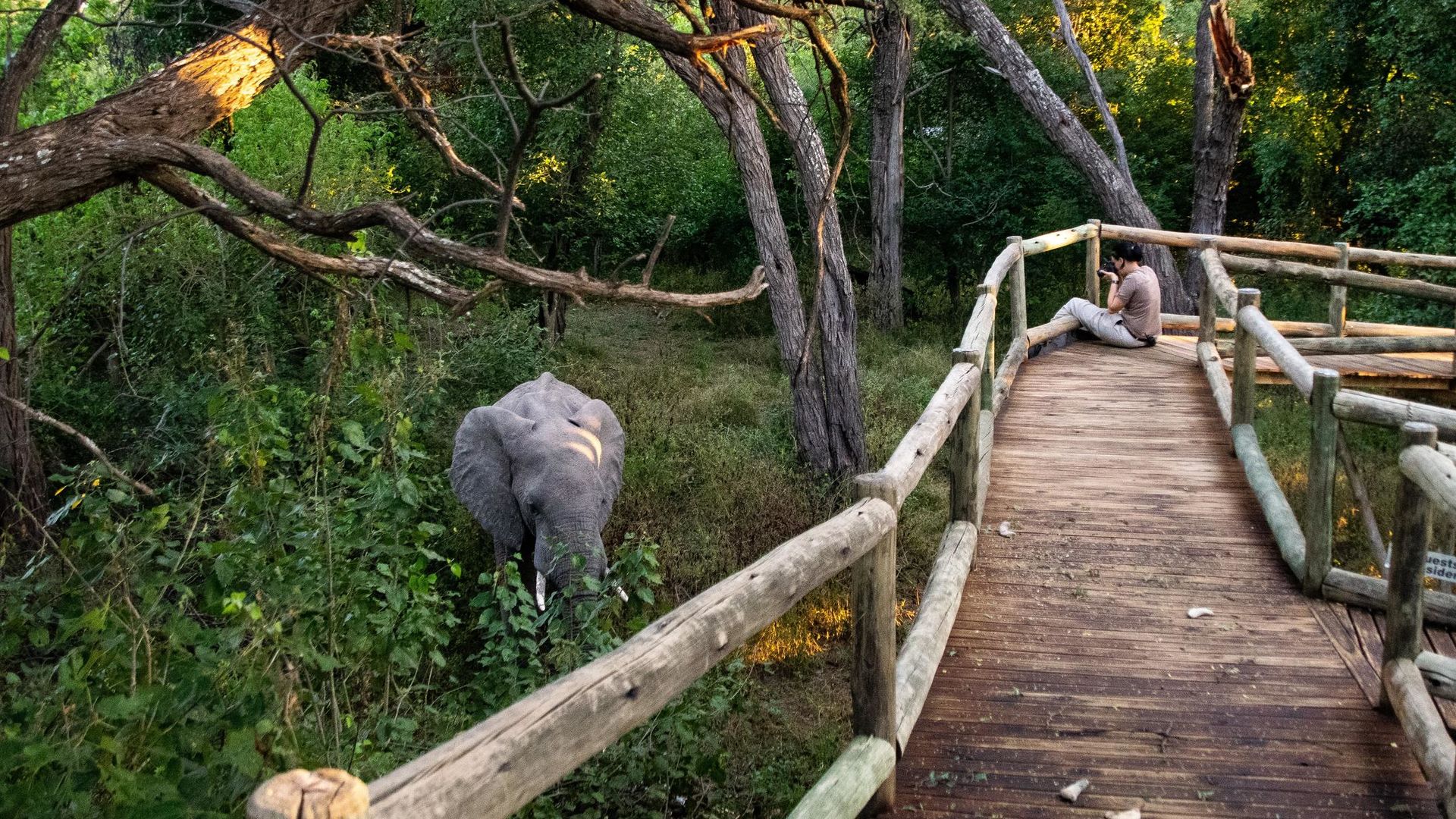 Nambwa Tented Lodge » Matoke