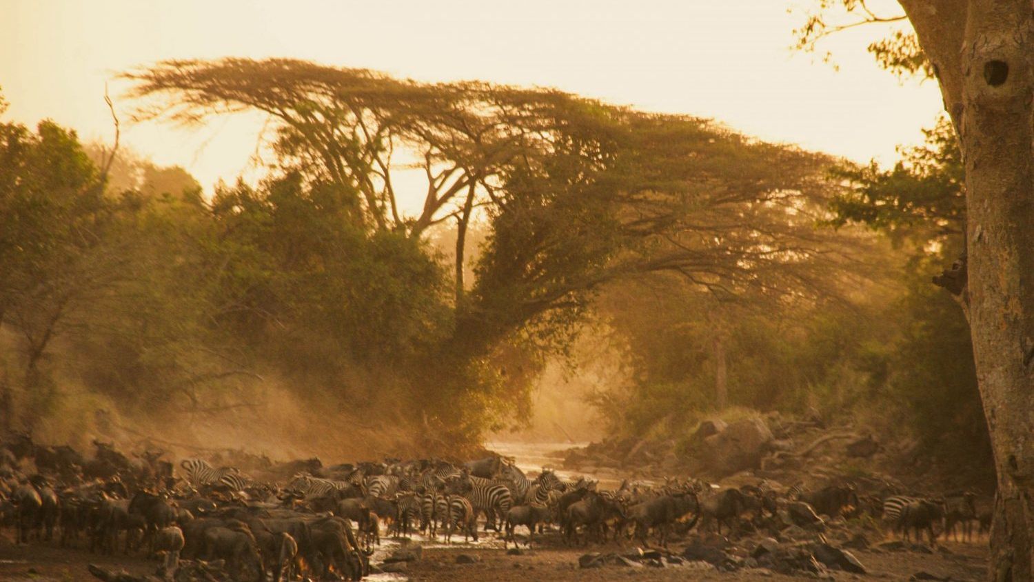 Pamoja Migration Camp » Matoke