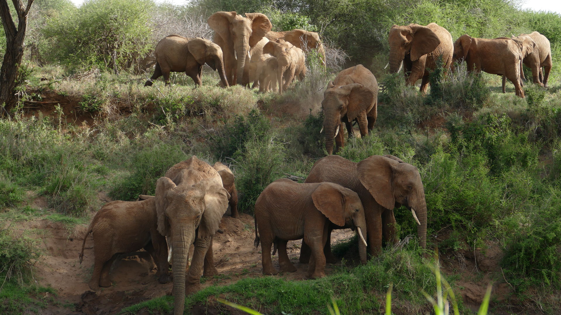 Verlenging Laikipia wandelsafari » Matoke