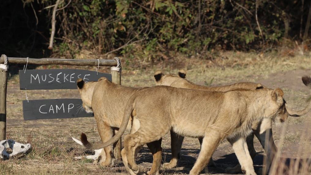 Musekese Bush Camp » Matoke