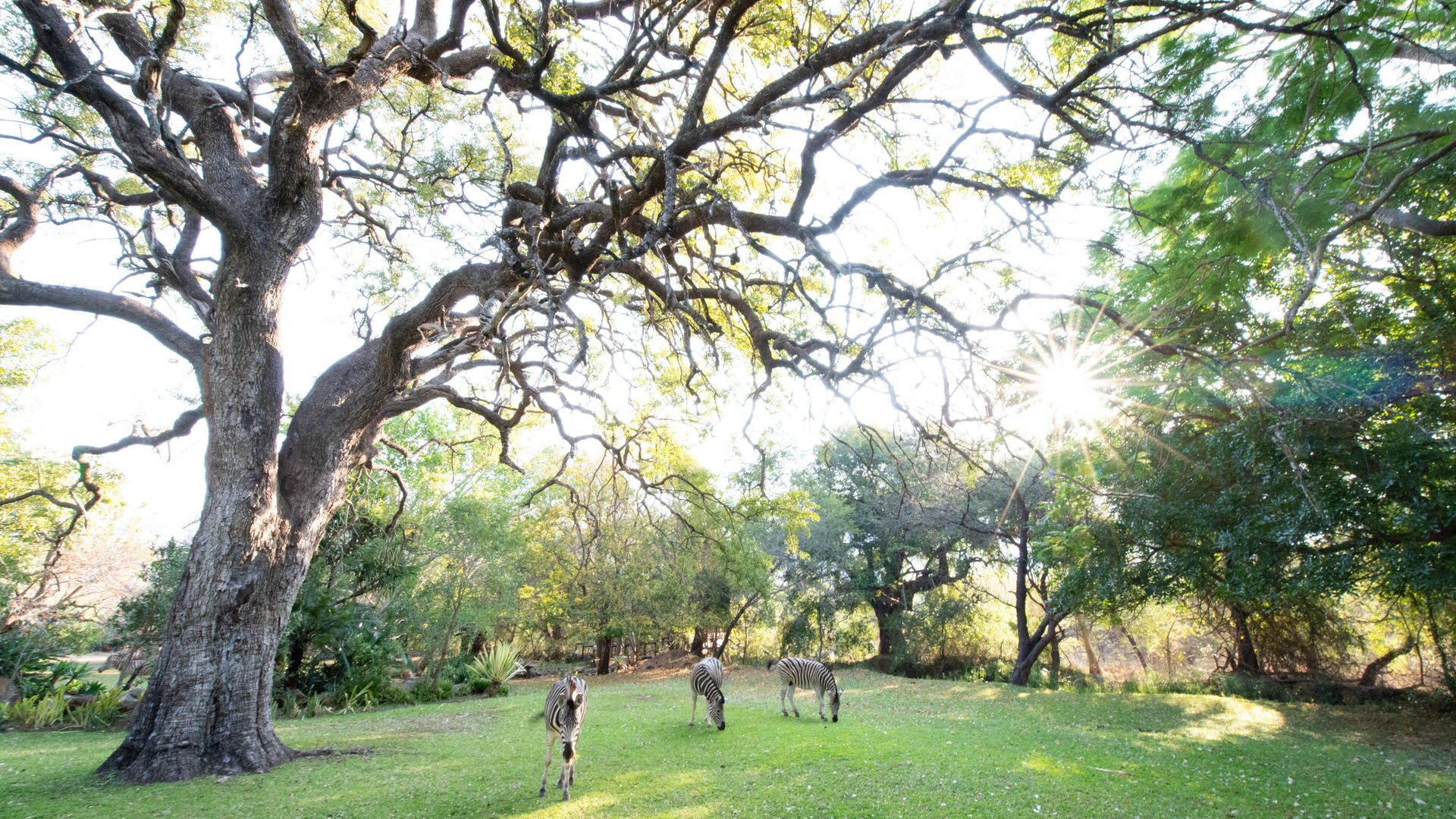 Blyde River Canyon Lodge » Matoke