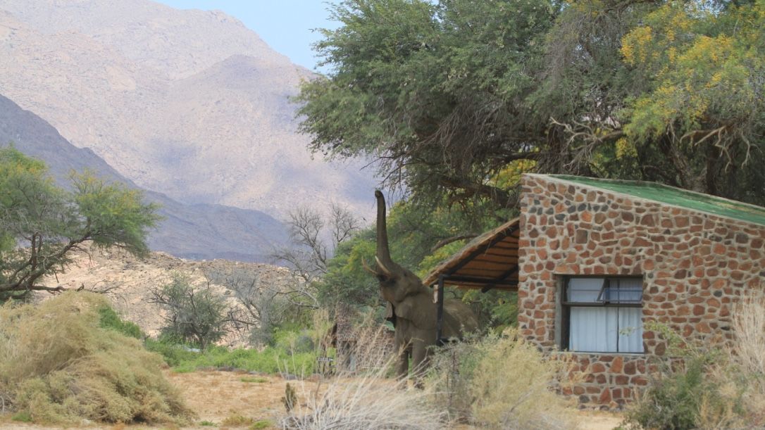 Brandberg White Lady Lodge » Matoke