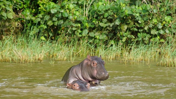 Ingwenya Lodge » Zuid Afrika » Matoke Tours