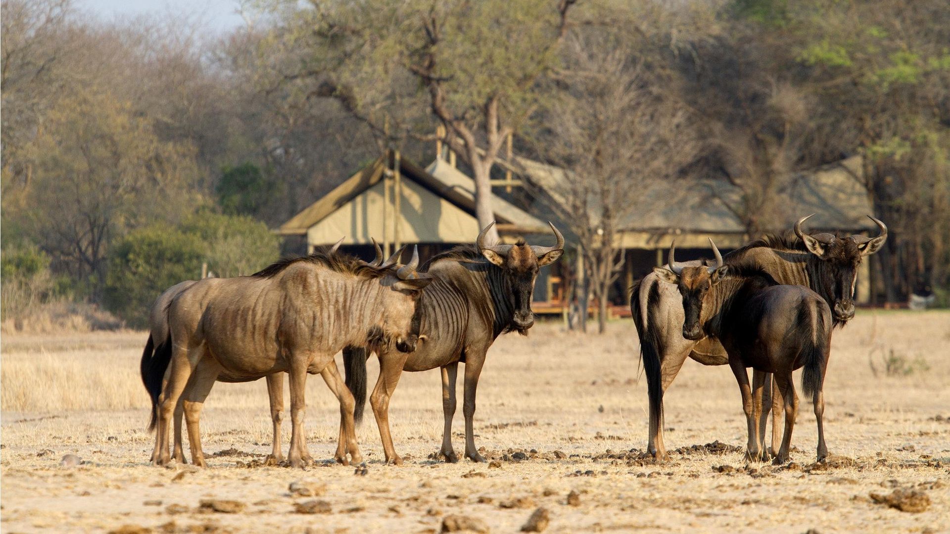 Rhino Walking Safari Plains Camp » Matoke
