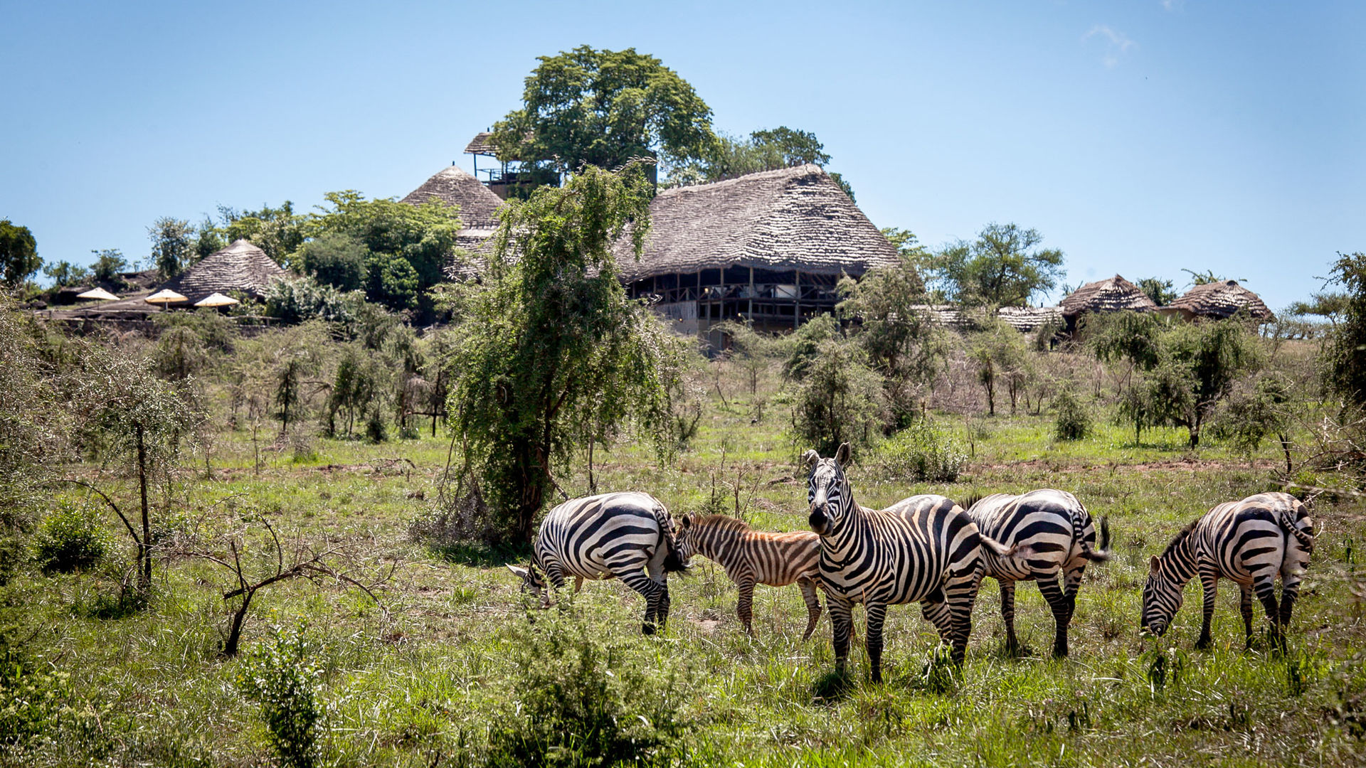 Apoka Safari Lodge » Matoke