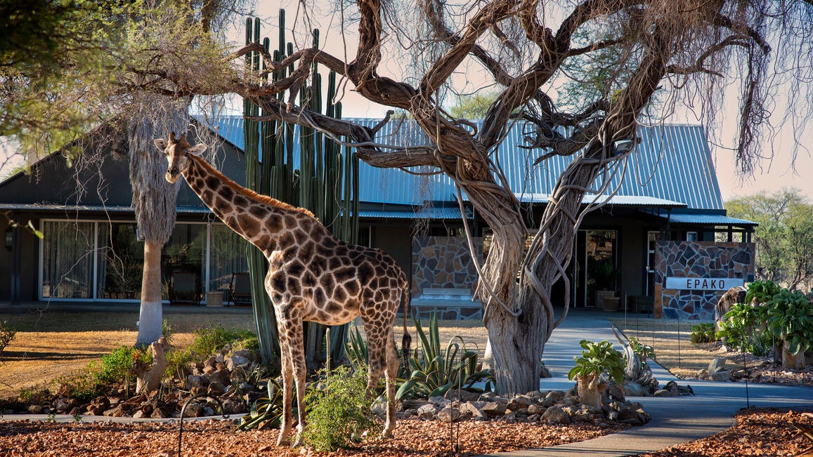 Epako Safari Lodge » Matoke