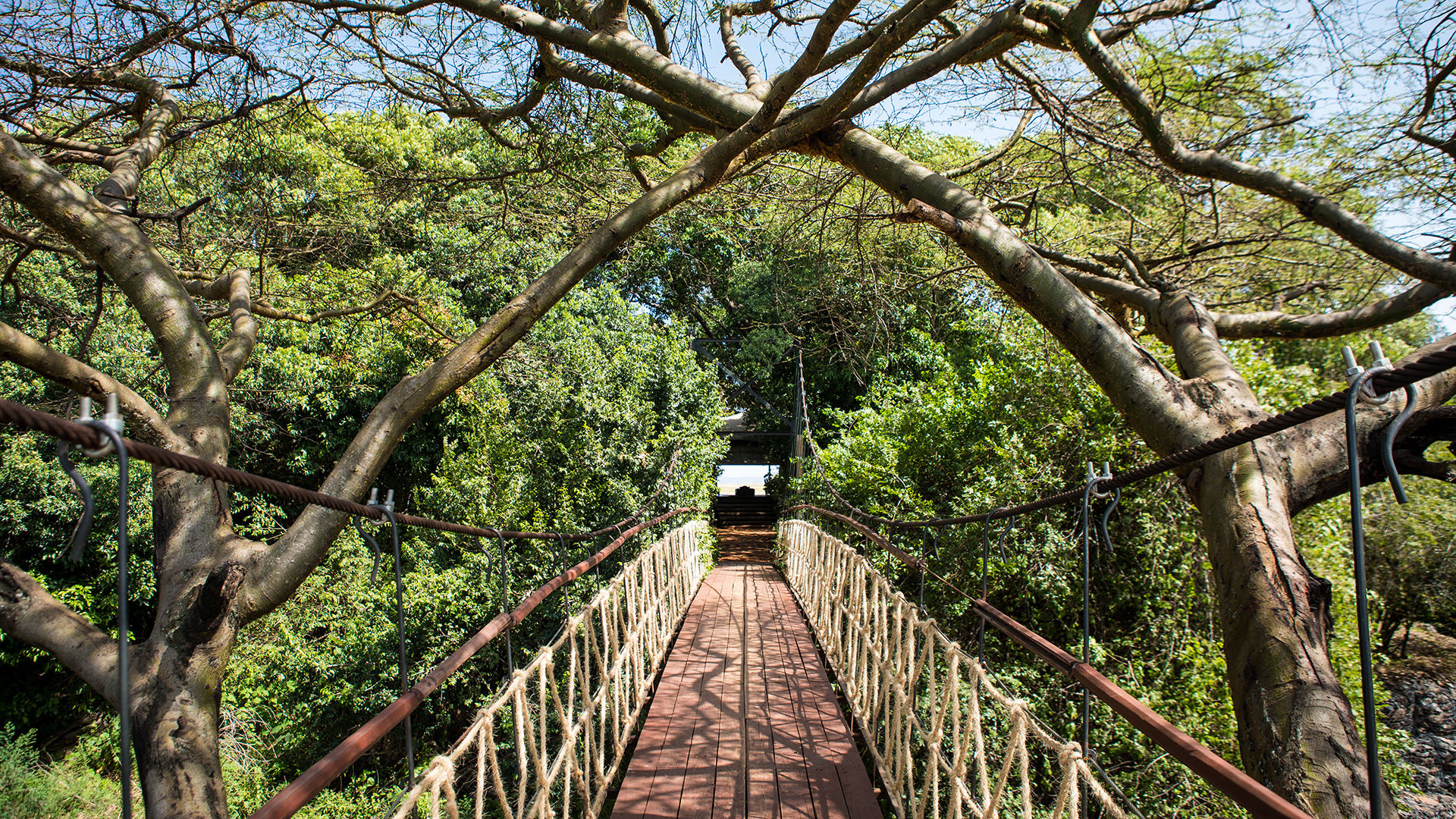 Mara Plains Camp » Matoke