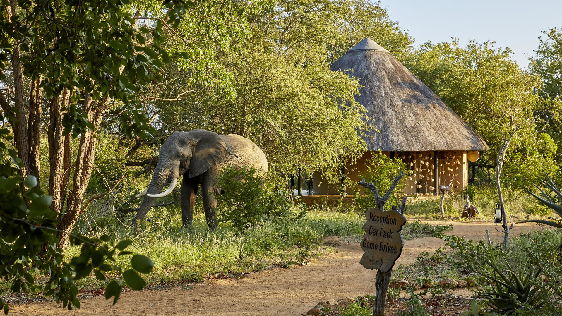 Motswari Safari Lodge » Matoke