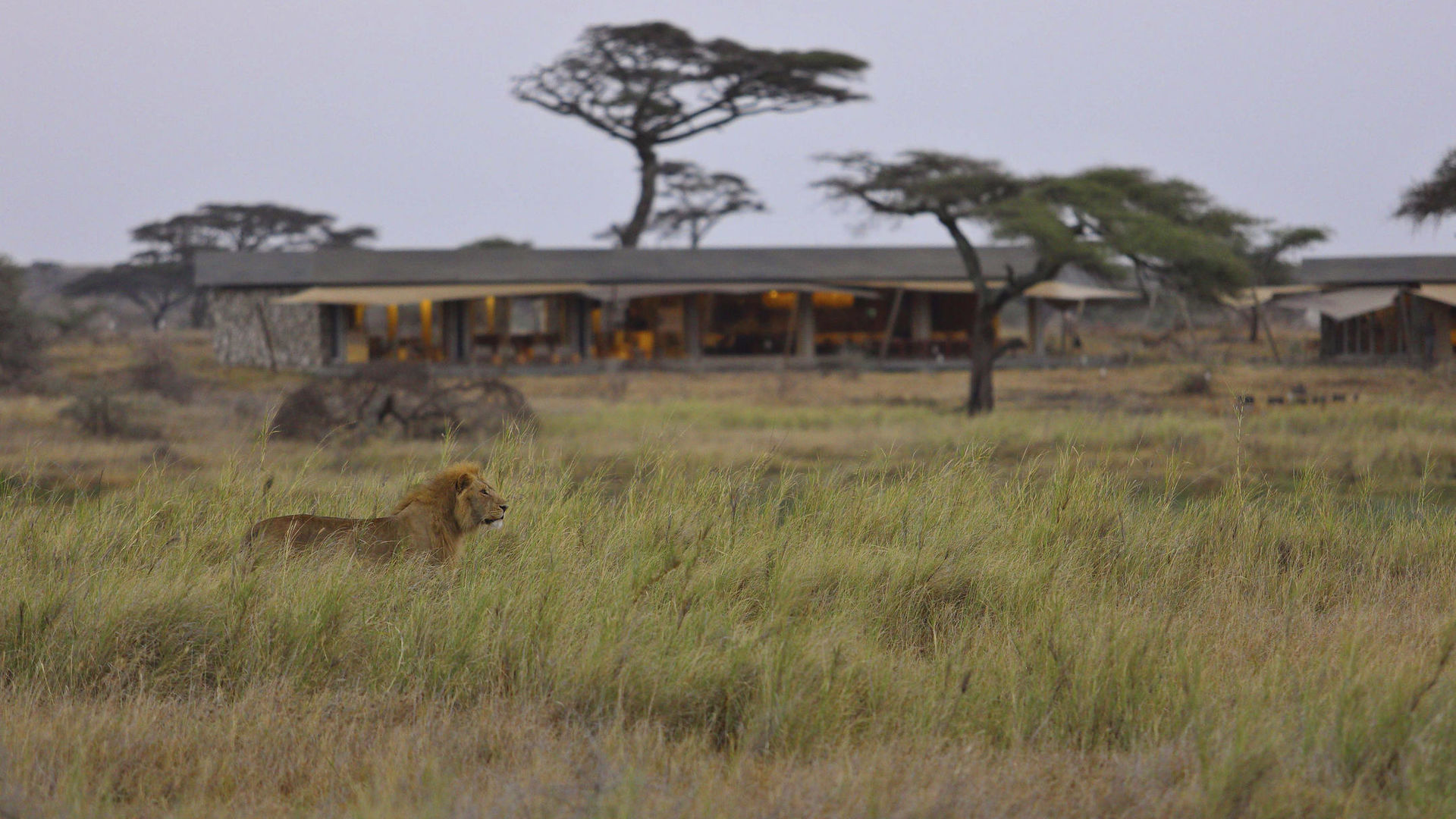 Namiri Plains Camp » Matoke