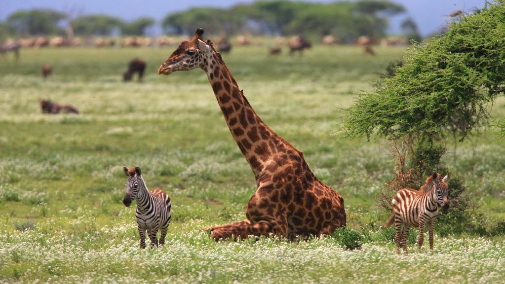 Pamoja Migration Camp » Matoke