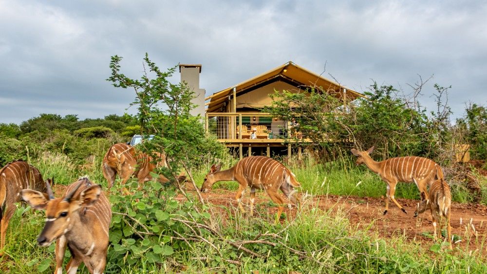 Africamps White Elephant » Zuid Afrika » Matoke Tours