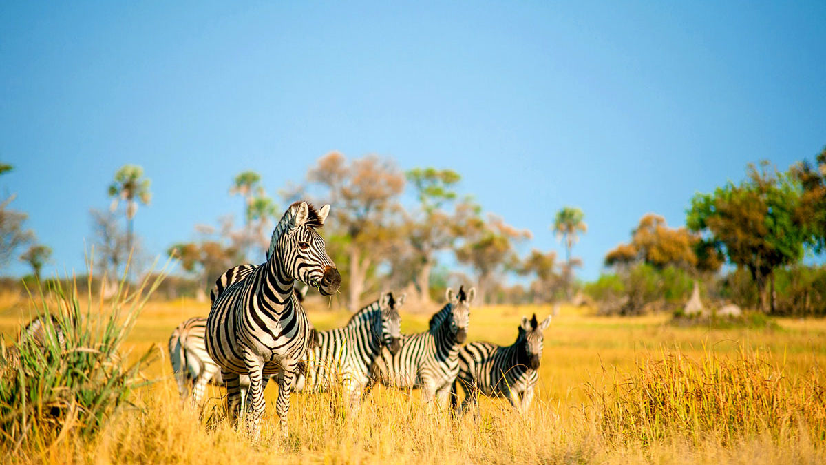 Rondreis Botswana 14 dagen met Helikoptersafari - Matoke Tours