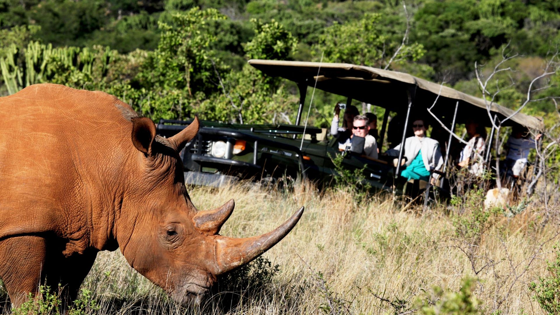 Ant's Hill Safari Lodge » Matoke