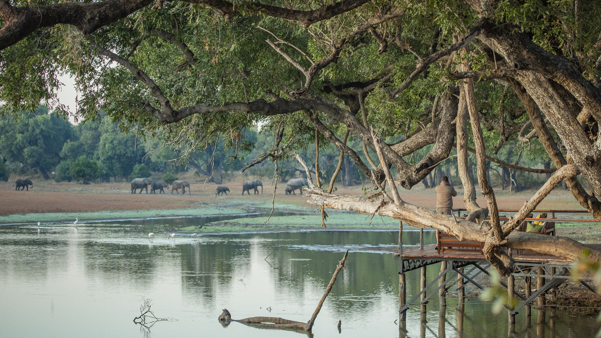 Chikoko Tree Camp » Matoke