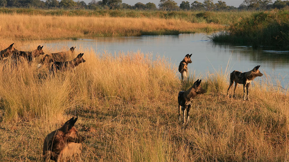 Kwando Lagoon Camp » Matoke