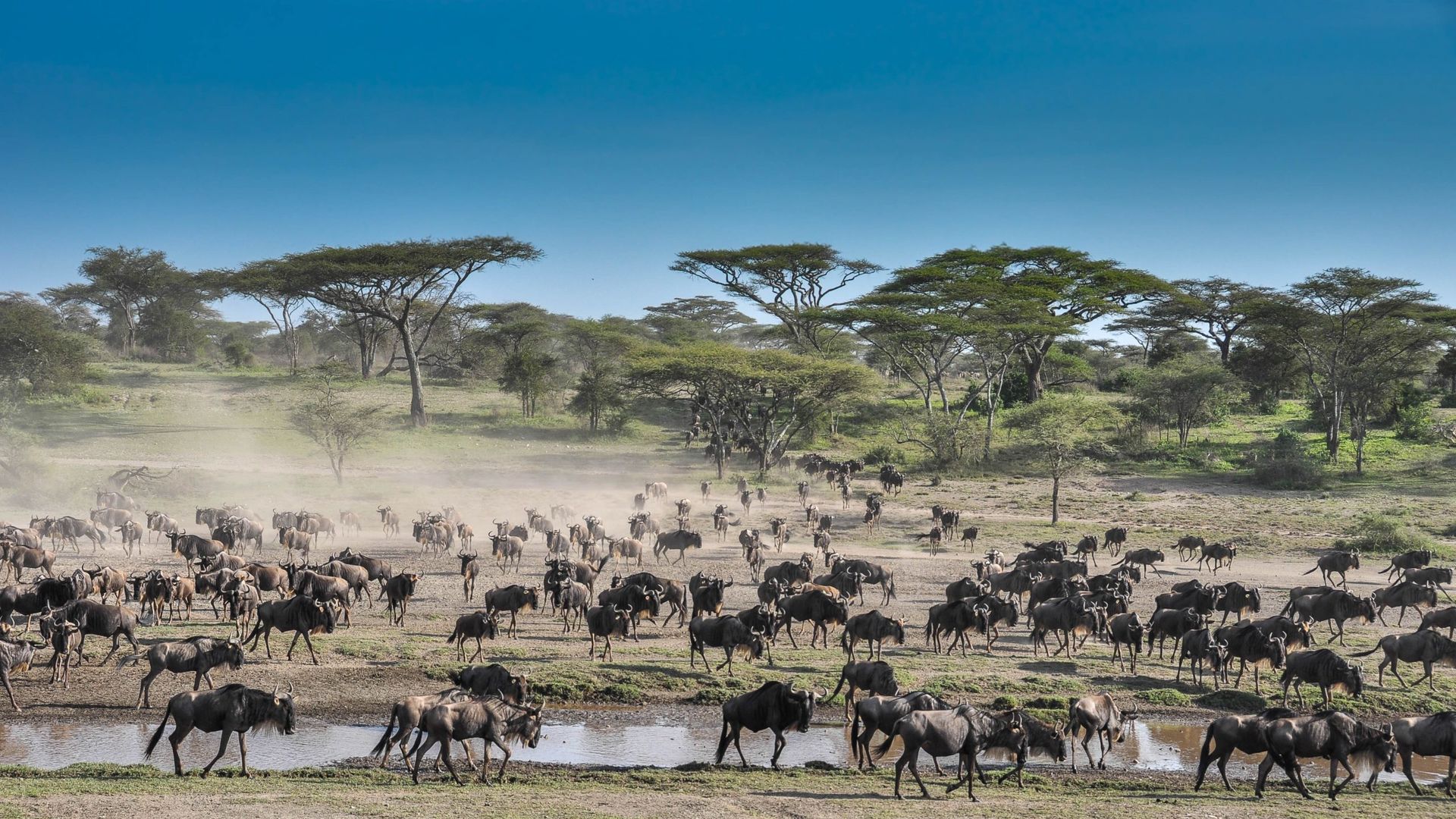 Lemala Mara Tented Camp » Matoke