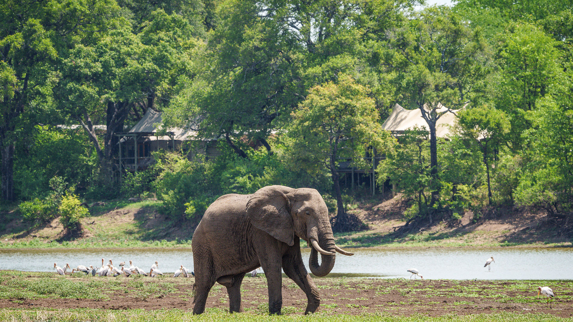 Chindeni Bushcamp » Matoke