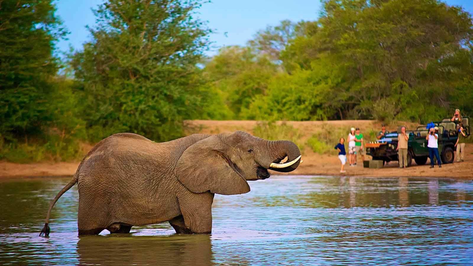 nThambo Tree Camp » Matoke